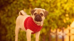 Мопс собаки (фото): ласкавий характер і бадьорість